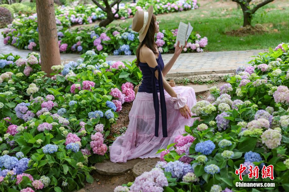 Đẹp như khu vườn Monet! Hoa cẩm tú cầu khoe sắc rực rỡ bên hồ Yến Tước, lăng Minh Hiếu, Nam Kinh, Trung Quốc