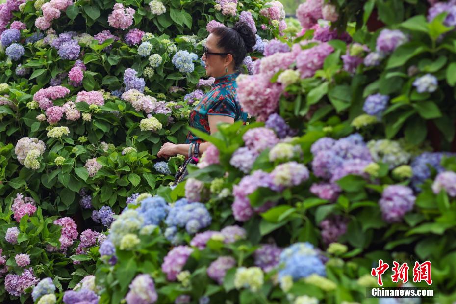 Đẹp như khu vườn Monet! Hoa cẩm tú cầu khoe sắc rực rỡ bên hồ Yến Tước, lăng Minh Hiếu, Nam Kinh, Trung Quốc