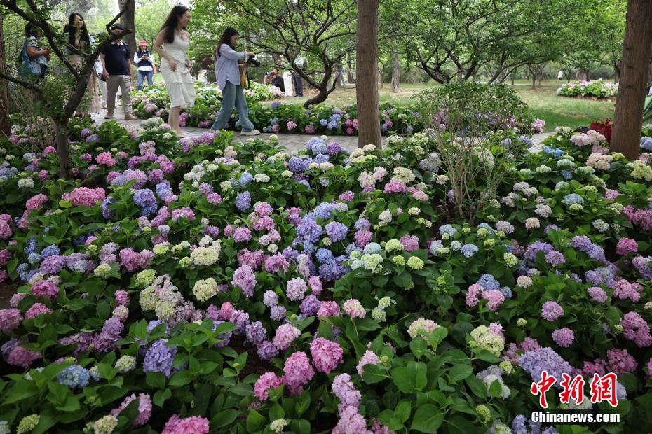 Đẹp như khu vườn Monet! Hoa cẩm tú cầu khoe sắc rực rỡ bên hồ Yến Tước, lăng Minh Hiếu, Nam Kinh, Trung Quốc