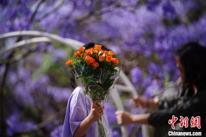 Côn Minh vào mùa phượng tím: Không gian lãng mạn níu chân du khách