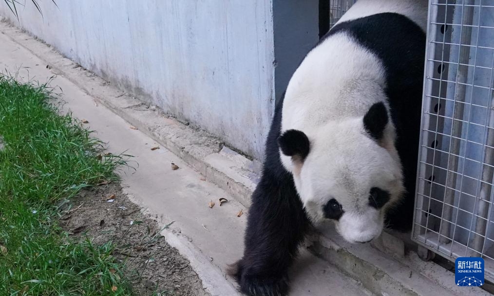 Gấu trúc FuWa và FengYi trở về Trung Quốc sau thời gian sống tại Malaysia