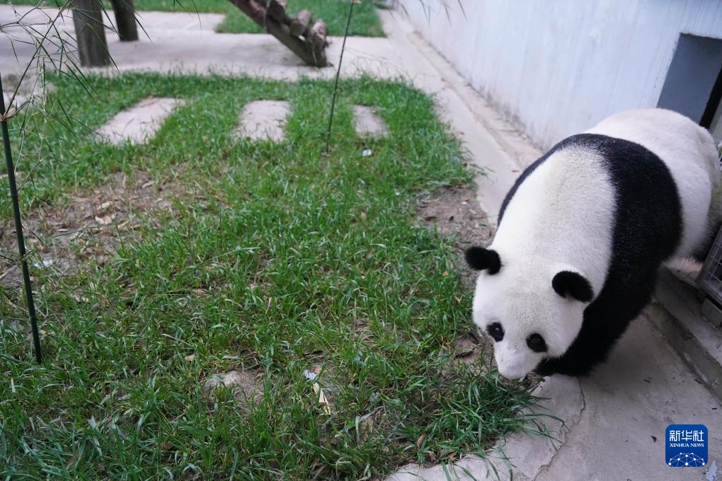 Gấu trúc FuWa và FengYi trở về Trung Quốc sau thời gian sống tại Malaysia