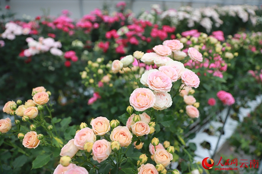 Hình ảnh giống hoa hồng trứng mới. Ảnh: Lý Phát Hưng - Phóng viên Nhân Dân nhật báo điện tử
