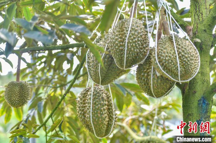 Ngày 8 tháng 6, tại cơ sở trồng sầu riêng số 1 thuộc khu sinh thái Du Tài, thành phố Tam Á, tỉnh Hải Nam, Trung Quốc, nhiều cây sầu riêng đã bắt đầu đồng loạt ra quả, dự kiến sản phẩm sẽ được tung ra thị trường vào cuối tháng 6. Ảnh: Lạc Vân Phi - Phóng viên Chinanews