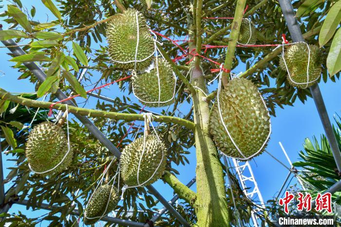 Sầu riêng Tam Á dự kiến lên kệ vào cuối tháng 6