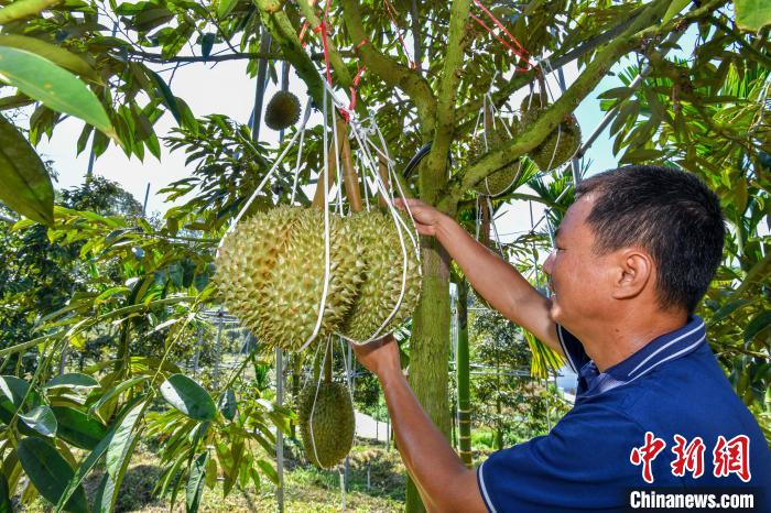 Sầu riêng Tam Á dự kiến lên kệ vào cuối tháng 6