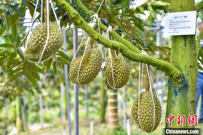 Sầu riêng Tam Á dự kiến lên kệ vào cuối tháng 6
