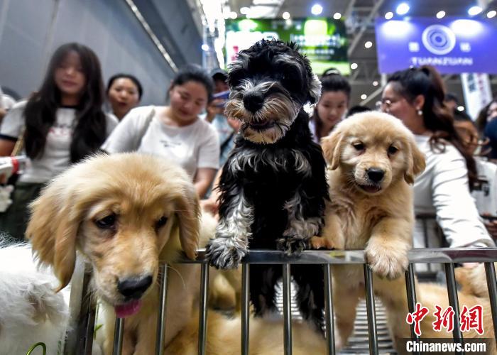 Ngày 5 tháng 7, chú chó dễ thương thu hút sự chú ý của khách tham quan.Ảnh: Lưu Tân -Phóng viên Chinanews