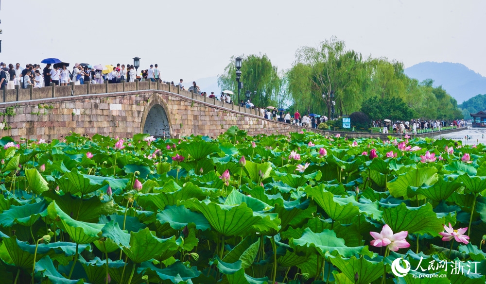 Hàng Châu, Chiết Giang: Hoa sen Tây Hồ nở rộ đón khách tham quan