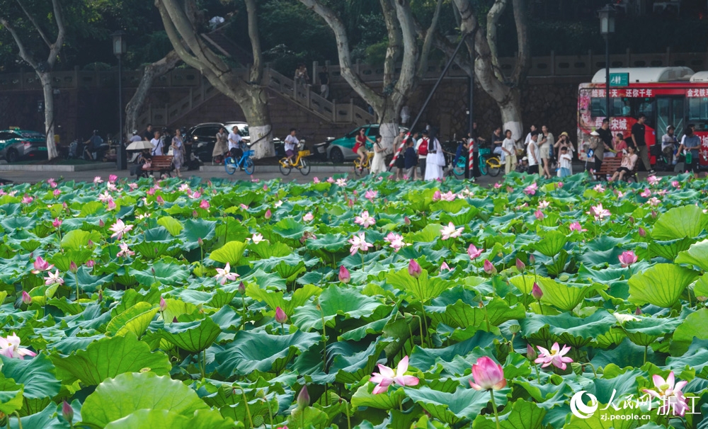 Hàng Châu, Chiết Giang: Hoa sen Tây Hồ nở rộ đón khách tham quan