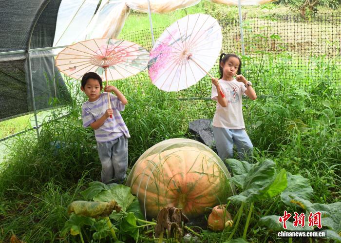 Ngày 24 tháng 7, các em nhỏ chụp ảnh lưu niệm với quả bí ngô khồng lồ. Ảnh: Quản Thủy Hồng