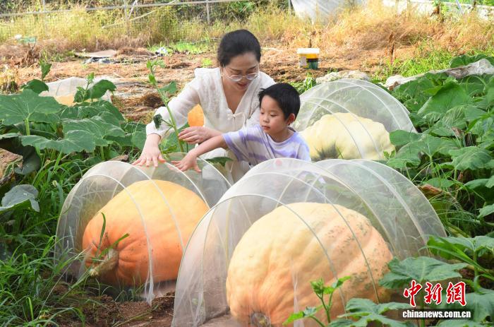 Ninh Ba, Chiết Giang: trang trại Trung Quốc trồng thành công bí ngô 
