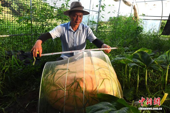 Ninh Ba, Chiết Giang: trang trại Trung Quốc trồng thành công bí ngô 