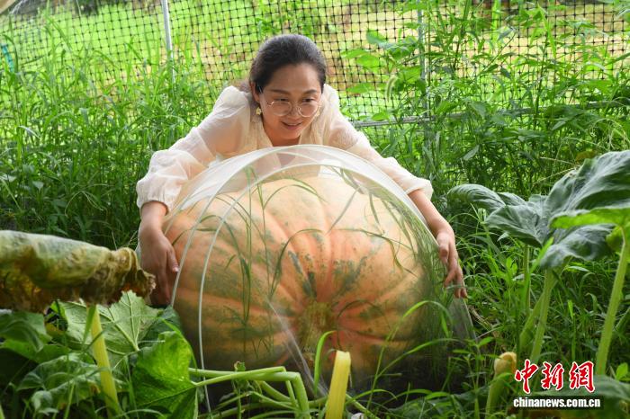 Ninh Ba, Chiết Giang: trang trại Trung Quốc trồng thành công bí ngô 