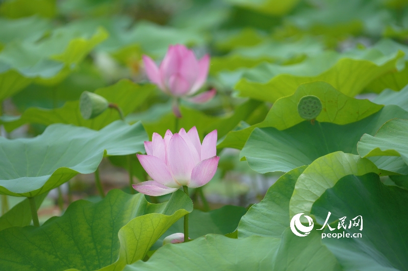 Nắng hè chói chang, mùa hái sen rộn ràng