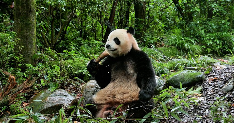 Gấu trúc ZhiShi và ZhiMa chuyển đến sinh sống tại khu thắng cảnh Đảo Mặt Trời, Cáp Nhĩ Tân
