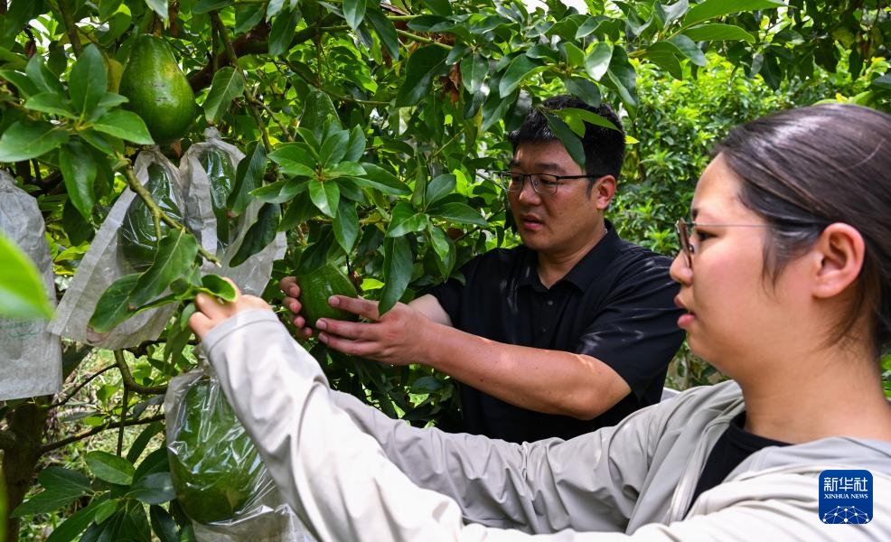 Bạch Sa (Hải Nam) bước vào vụ thu hoạch bơ