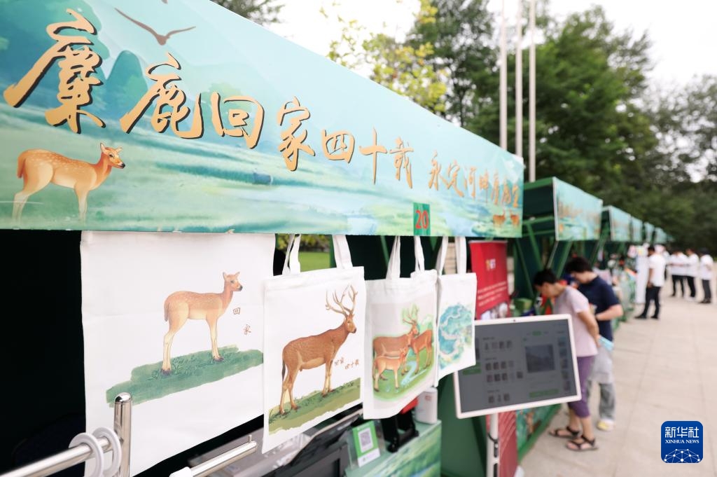 Hành trình 40 năm hươu Pere David “về nhà” – Từ tuyệt chủng trong nước đến vang tiếng gọi bầy