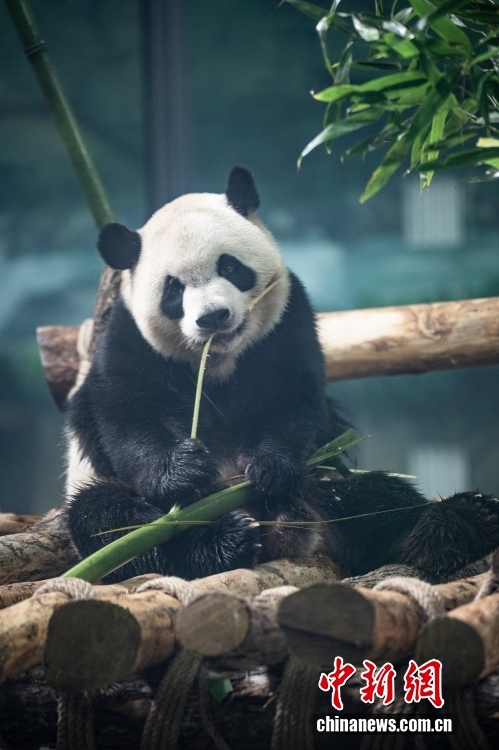 Khai trương vườn gấu trúc khu thắng cảnh Đảo Mặt Trời tại Cáp Nhĩ Tân, Trung Quốc