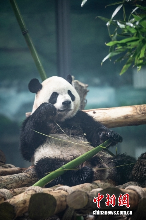 Khai trương vườn gấu trúc khu thắng cảnh Đảo Mặt Trời tại Cáp Nhĩ Tân, Trung Quốc