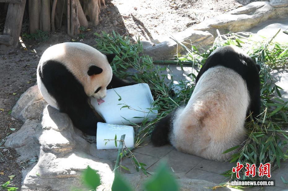 Trùng Khánh: Gấu trúc nghịch nước để tránh nóng