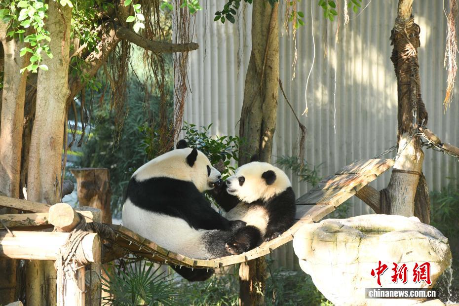 Trùng Khánh: Gấu trúc nghịch nước để tránh nóng