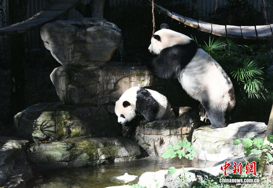 Trùng Khánh: Gấu trúc nghịch nước để tránh nóng