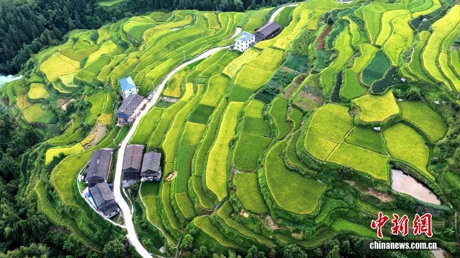 Tam Giang, Quảng Tây: Ruộng bậc thang đẹp như tranh vẽ tại quê hương dân tộc Đồng