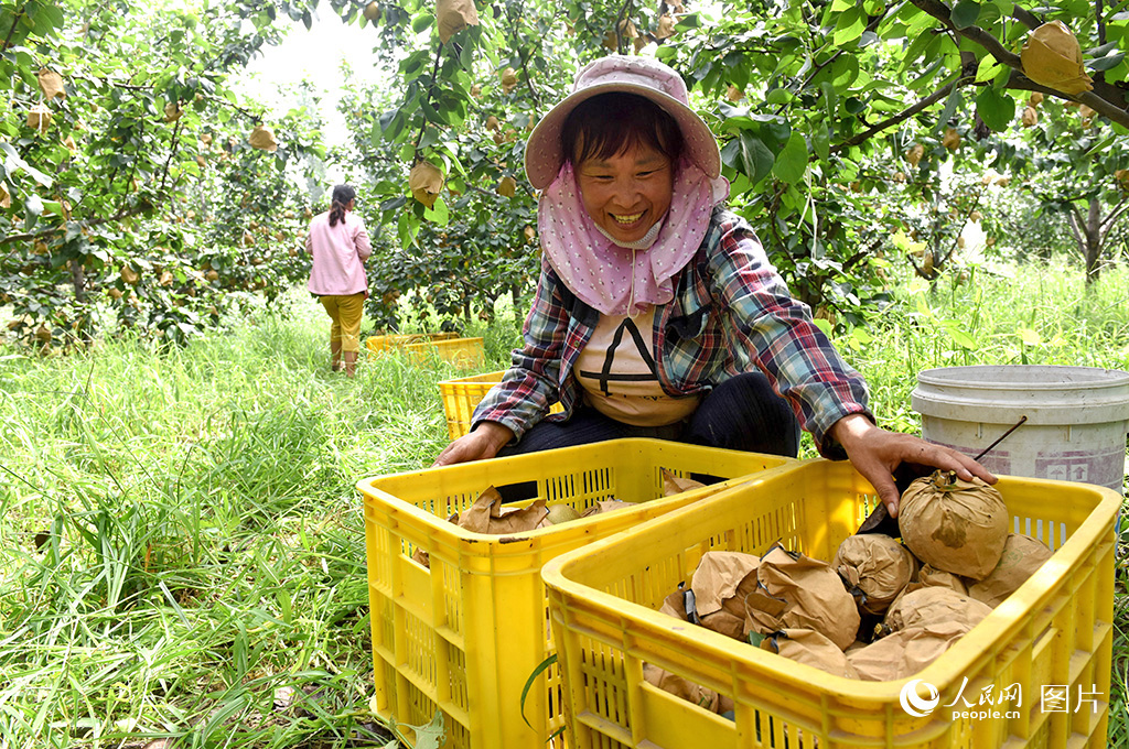 Ngày 22/9, nông dân đang phân loại lê trong vườn tại huyện Vi, tỉnh Hà Bắc, Trung Quốc. Ảnh: Phóng viên Lý Triệu Dân – Nhân Dân nhật báo điện tử