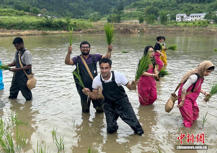 Ngày 31/5, du khách quốc tế trải nghiệm cấy lúa tại thị trấn Kim Đao Hiệp, quận Bắc Bội, Trùng Khánh, Trung Quốc. Ảnh do Khu thắng cảnh thị trấn Kim Đao Hiệp cung cấp