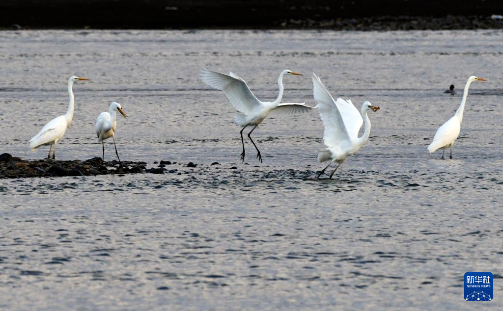 Cò trắng kiếm ăn giữa sông tại Hắc Long Giang