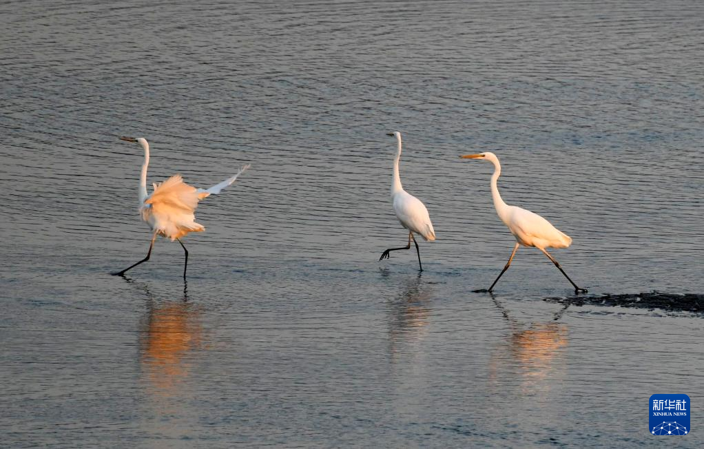 Cò trắng kiếm ăn giữa sông tại Hắc Long Giang