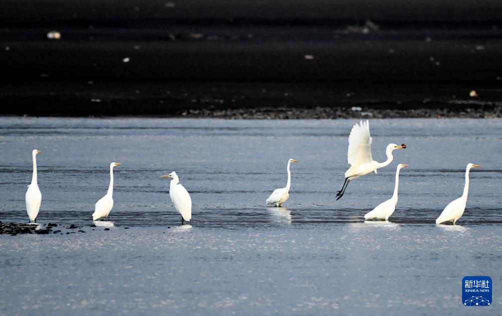 Cò trắng kiếm ăn giữa sông tại Hắc Long Giang