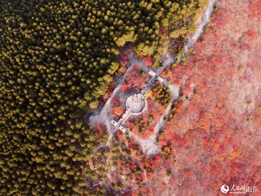 Hành trình Trung Quốc – Hệ thống đường cây xanh tạo nên “vẻ đẹp phố núi” tại Tế Nam