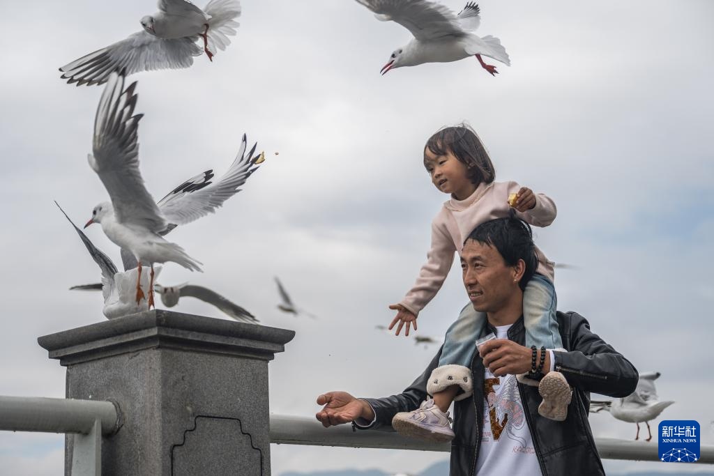 Côn Minh, Trung Quốc: Ngắm hải âu mùa đông tại “thành phố mùa xuân”