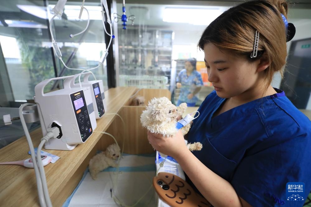 An Sơn, Liêu Ninh: Kinh tế thú cưng tiếp thêm động lực cho phát triển thành phố