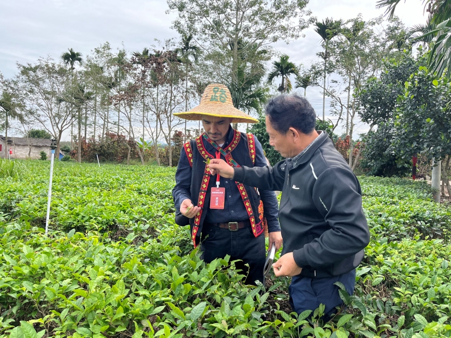 Vườn trà hữu cơ huyện Bạch Sa thu hút phóng viên các quốc gia