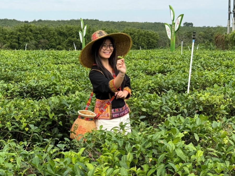 Vườn trà hữu cơ huyện Bạch Sa thu hút phóng viên các quốc gia