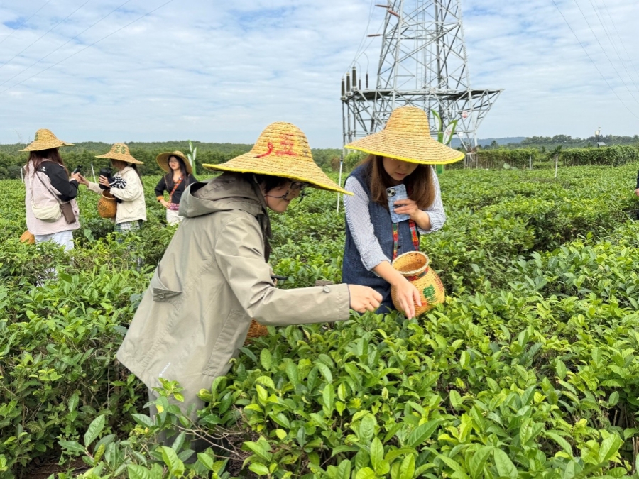 Vườn trà hữu cơ huyện Bạch Sa thu hút phóng viên các quốc gia