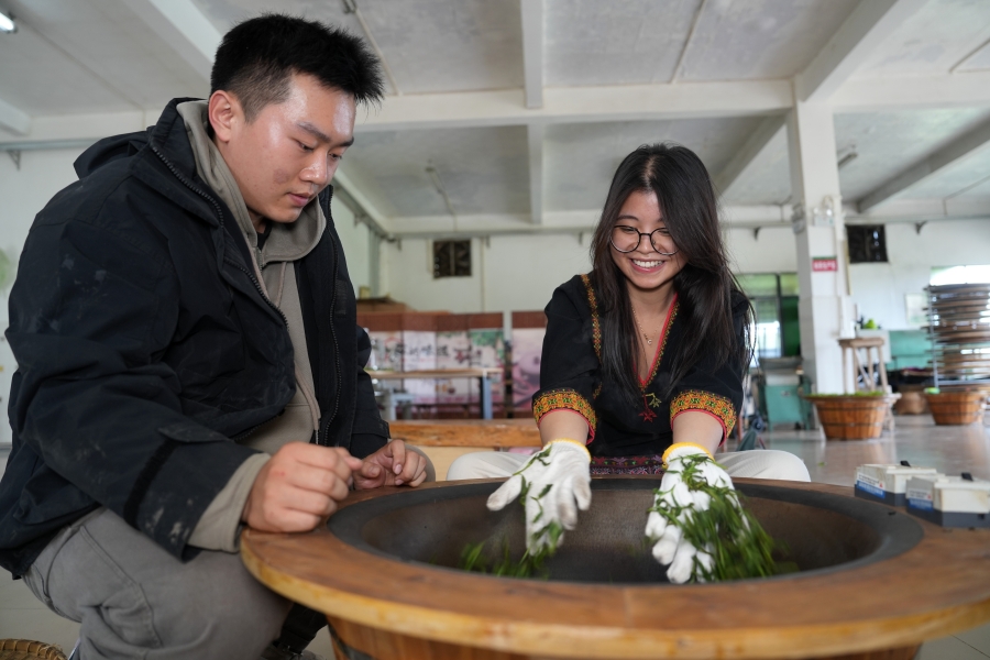 Vườn trà hữu cơ huyện Bạch Sa thu hút phóng viên các quốc gia