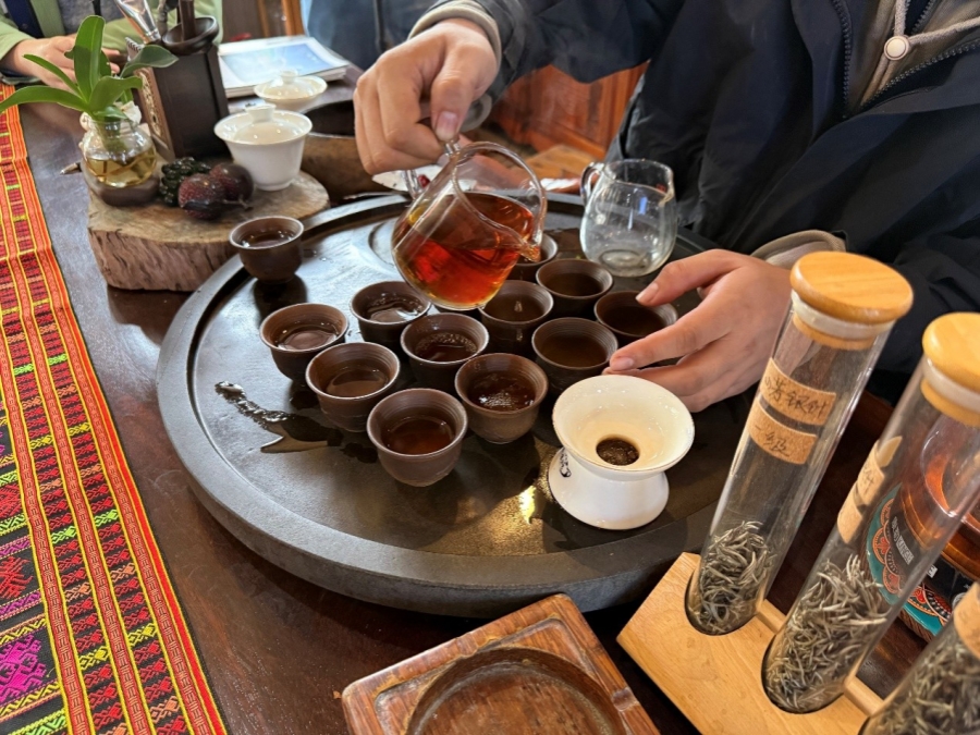 Vườn trà hữu cơ huyện Bạch Sa thu hút phóng viên các quốc gia