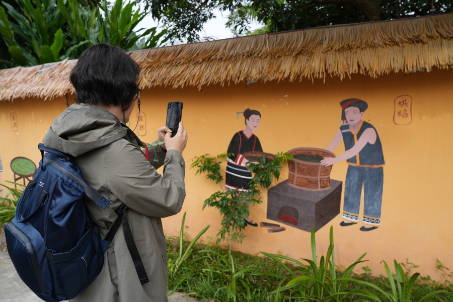 Vườn trà hữu cơ huyện Bạch Sa thu hút phóng viên các quốc gia