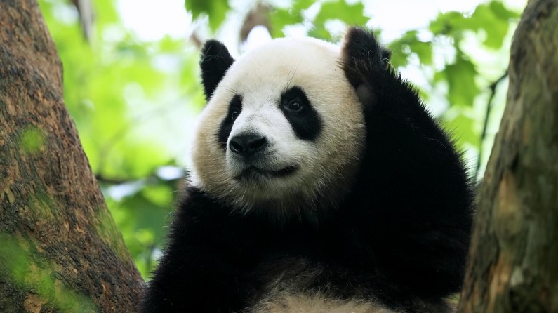 Số lượng gấu trúc nuôi nhốt tại Trung Quốc đạt 808 cá thể