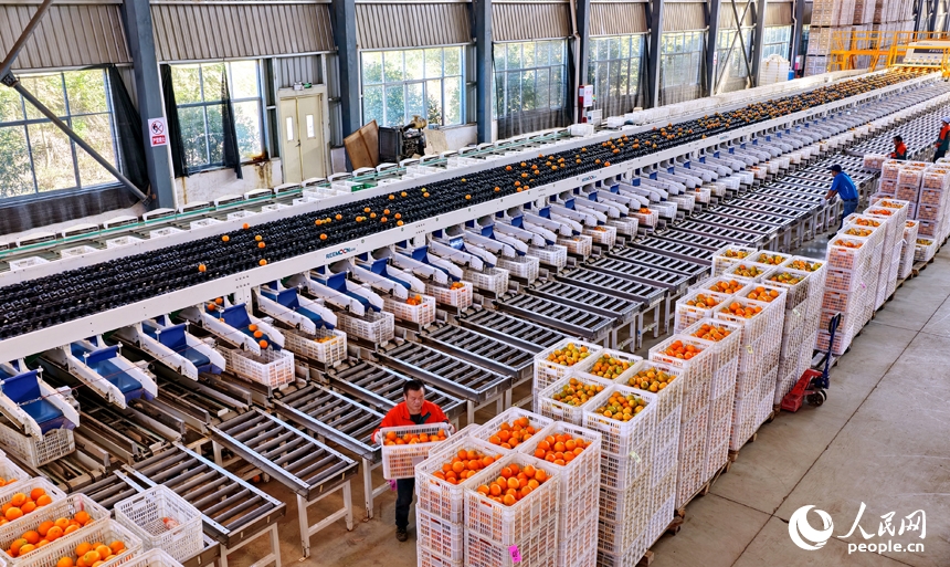 Dây chuyền phân loại thông minh giúp cam rốn Giang Tây đắt hàng