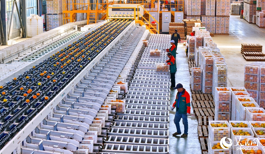 Dây chuyền phân loại thông minh giúp cam rốn Giang Tây đắt hàng