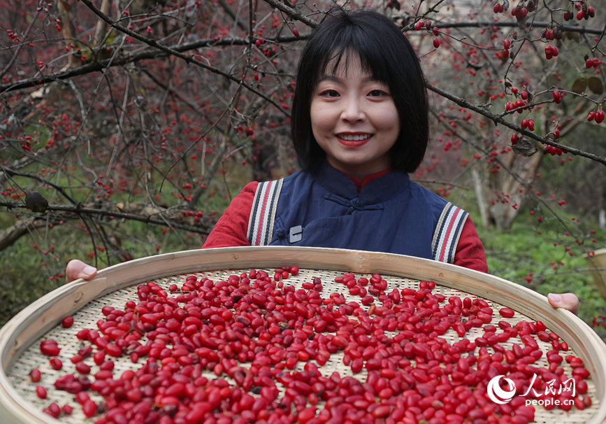 Sơn thù du vào mùa thu hoạch, trở thành ngành kinh tế giúp nâng cao thu nhập cho người dân