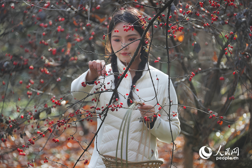 Sơn thù du vào mùa thu hoạch, trở thành ngành kinh tế giúp nâng cao thu nhập cho người dân