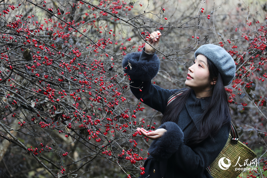 Sơn thù du vào mùa thu hoạch, trở thành ngành kinh tế giúp nâng cao thu nhập cho người dân