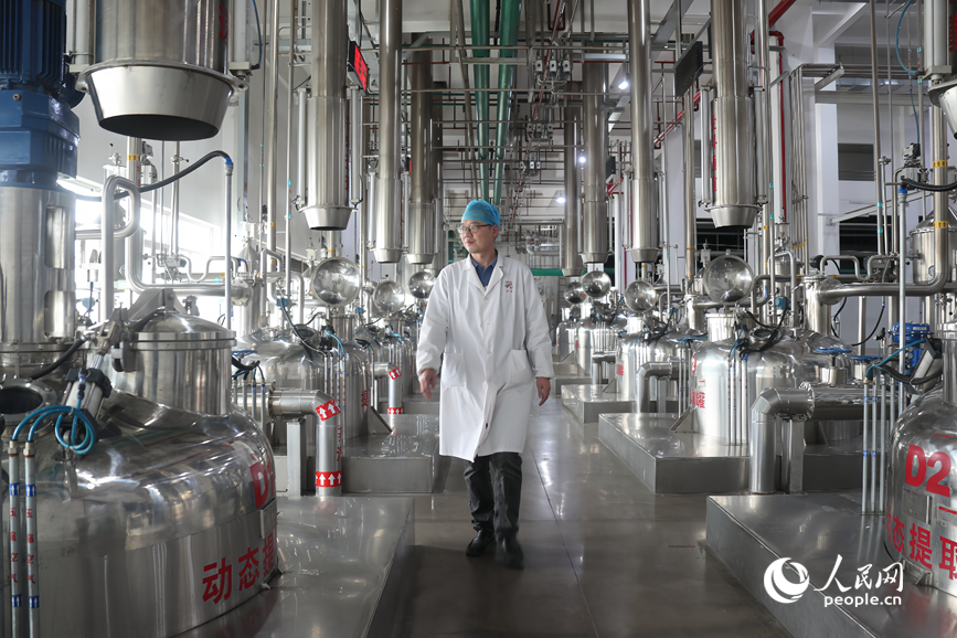 Sơn thù du vào mùa thu hoạch, trở thành ngành kinh tế giúp nâng cao thu nhập cho người dân