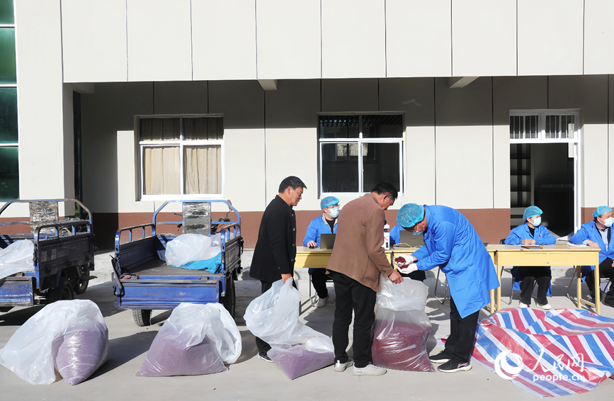 Sơn thù du vào mùa thu hoạch, trở thành ngành kinh tế giúp nâng cao thu nhập cho người dân